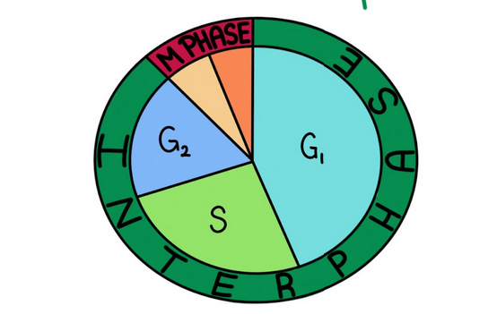 Mitosis and Meiosis